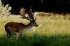 Deer 1