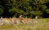 Deer 3