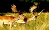 Deers