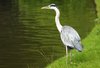 Heron