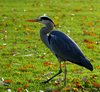 Crane