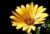 Spanish margerit