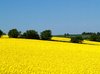 Rape field