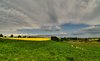 Rape field - HDR