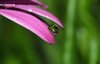 Raindrop