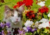 Cat in flowers