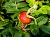 Rose hip