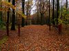Autumn forrest