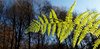 Fern in backlight