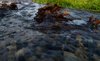 Brook