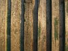 Texture - Fence