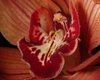 Orchid