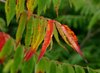 Staghorn Sumac