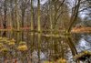 Wilderness - HDR