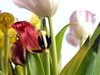 Dying tulips