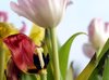 Dying tulips