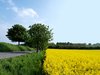 Rape field