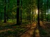 Summer forest - HDR