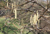 Spring catkins
