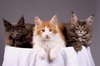 Maine coons kittens