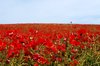 Poppy field