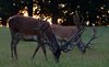 Stag