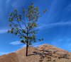 Tree and gravel - HDR