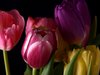 Bouquet of tulips