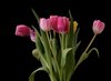 Bouquet of tulips