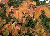 Autumn leafs