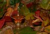 Autumn Cognac