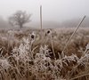 Frost and mist