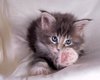 Maine coons kittens