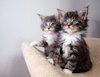 Maine coons kittens