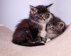 Maine coons kittens
