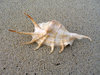 Shell on the beach