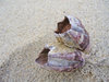Barnacle
