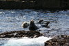 Atlantic Grey Seals 2