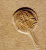 Fossil horseshoe crab