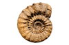 Fossil ammonite