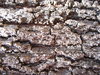 tree bark texture