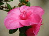 Pink flower