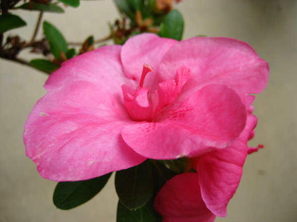 Pink flower: ...