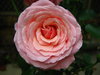 pink rose