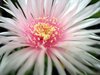 flower o pink