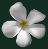frangipani 2