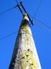 mossy telegraph pole