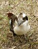 kookaburra