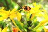 yellow beetle