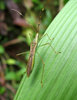 Beetle